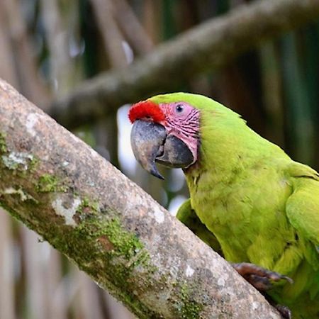 كويتا Hotel Caribbean Coconut المظهر الخارجي الصورة